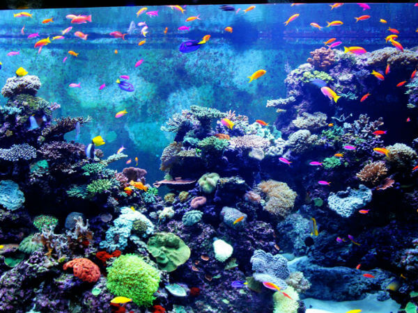 The Best Aquarium Aggregates for Freshwater & Saltwater